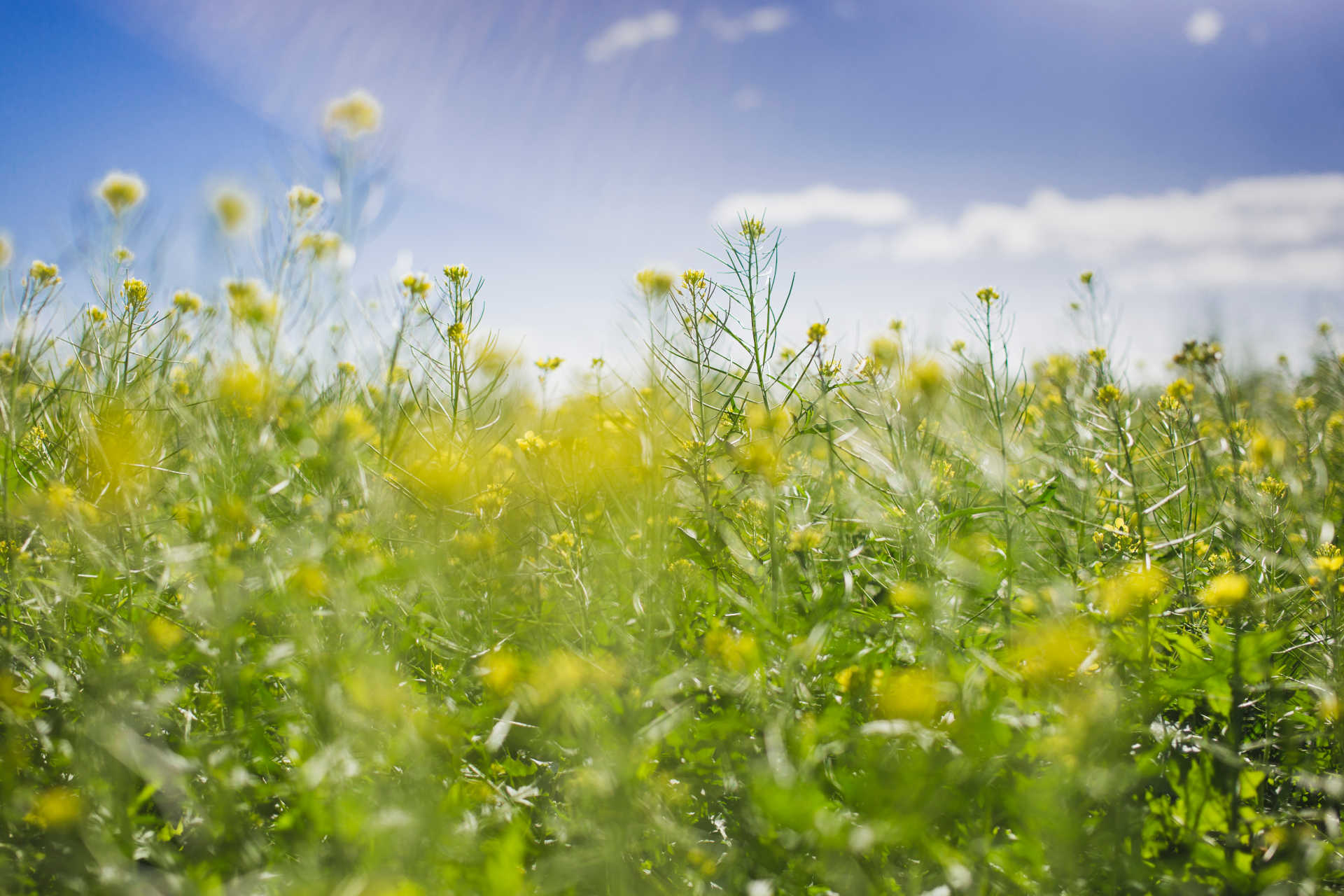 Grüne Sommerwiese im Sommer